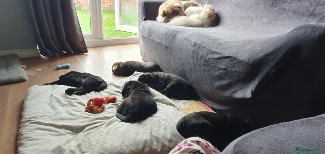 Mixed Breed dogs for sale: 3 beautiful bitches - Image 20