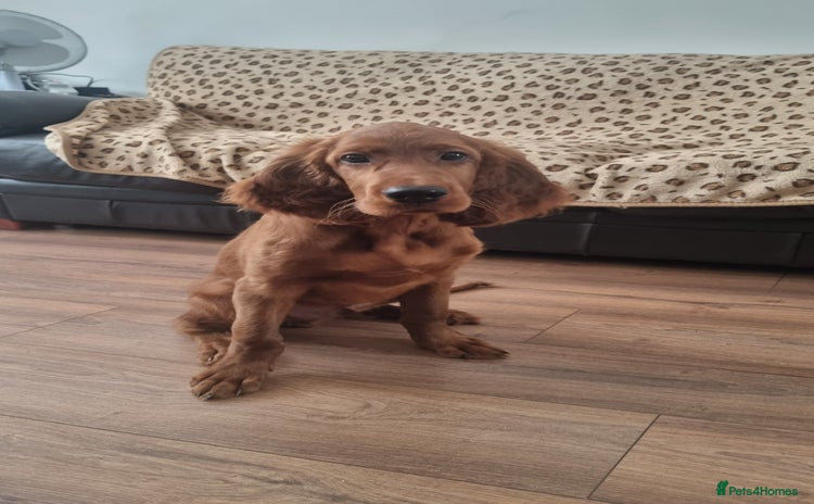 Irish Setter dogs in Liverpool - Advert 2