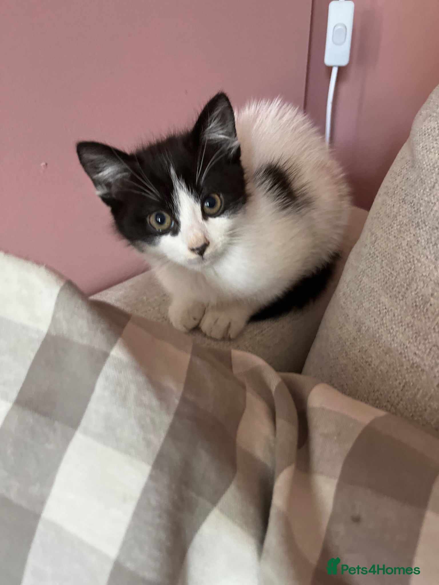Mixed Breed cats Kittens ready for their new home - Advert 18