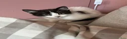 Mixed Breed cats for sale: Kittens ready for their new home - Advert 3