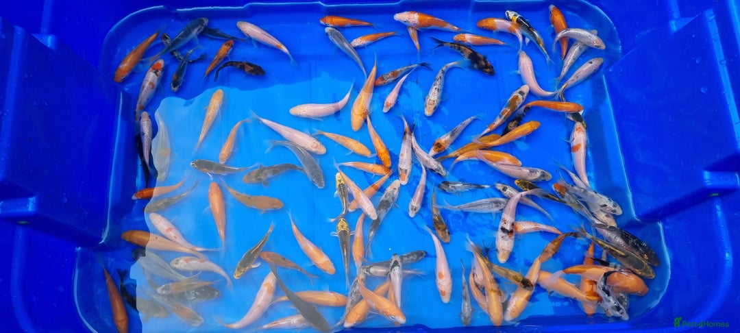 Koi Carp fish for sale: 2 to 4 inch Mixed Koi Carp Fry: young pond fish - Image 1