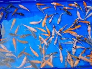 Koi Carp fish - Advert 35