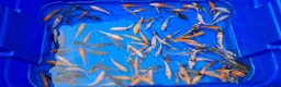 Koi Carp fish for sale: 2 to 4 inch Mixed Koi Carp Fry: young pond fish - Advert 1
