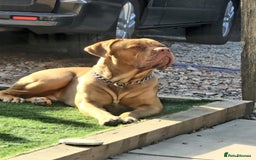 Dogue De Bordeaux dogs for sale: DDB for re-homing  - Image 3