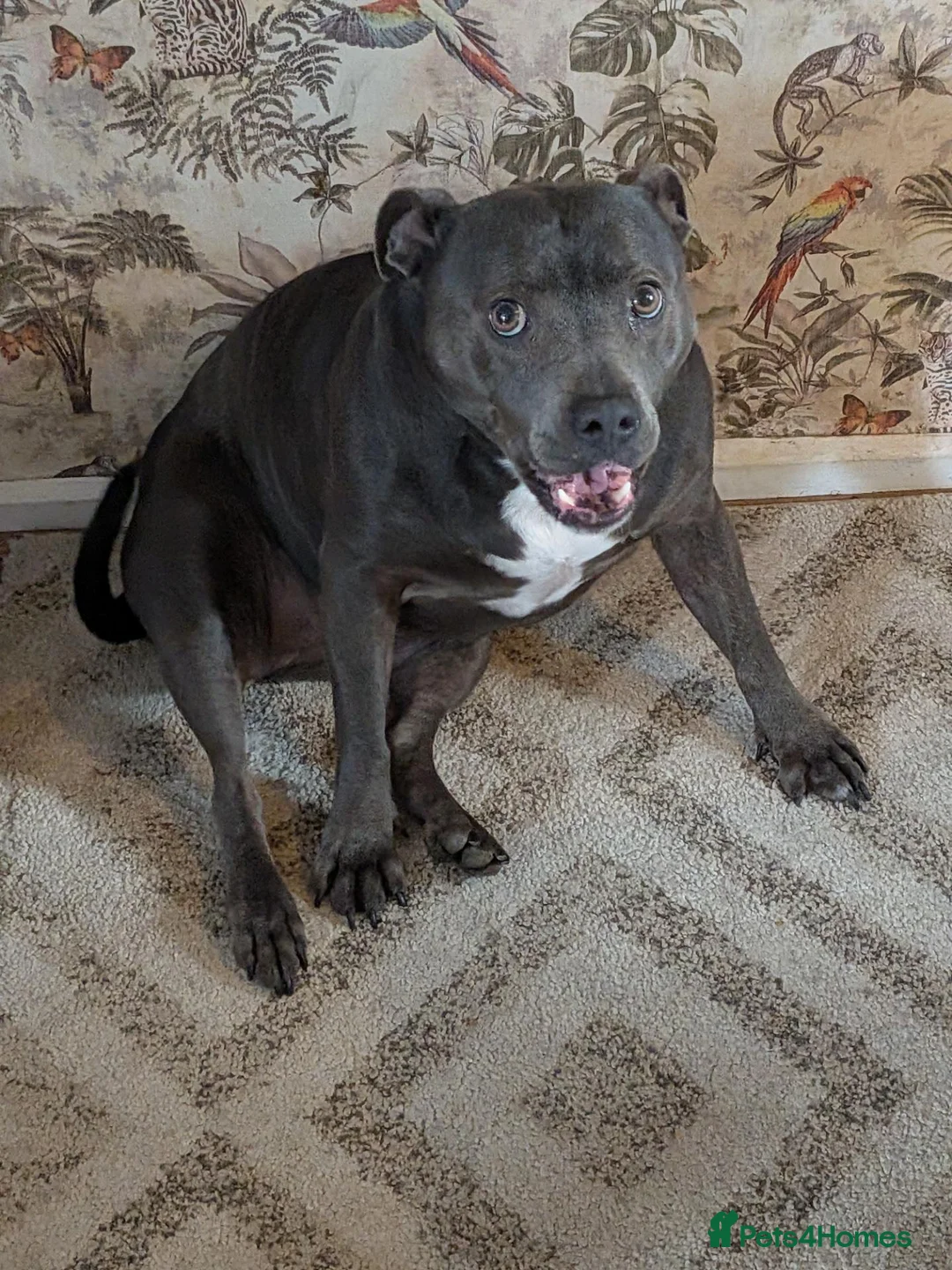 Staffordshire Bull Terrier dogs for sale: 5 year old Staffordshire bull terrier in Winsford - Advert 3