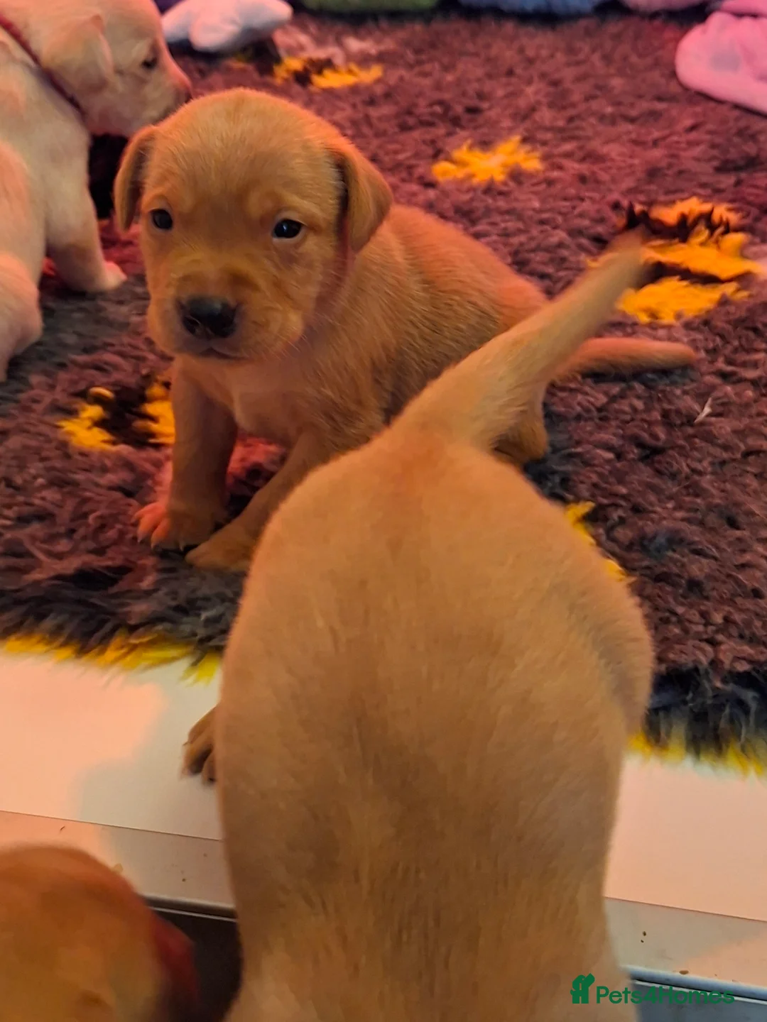 Labrador Retriever dogs for sale: Labrador Retriever litter - Advert 4