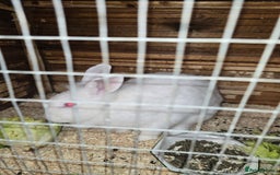 Lionhead rabbits for sale: Lion head cross Zealand white  - Image 1