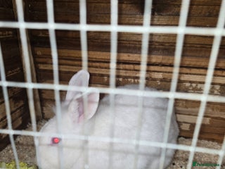 Lionhead rabbits - Advert 2