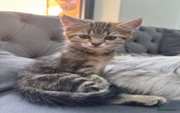 Mixed Breed cats for sale: Tabby and Persian mixed breed kitten  - Image 5