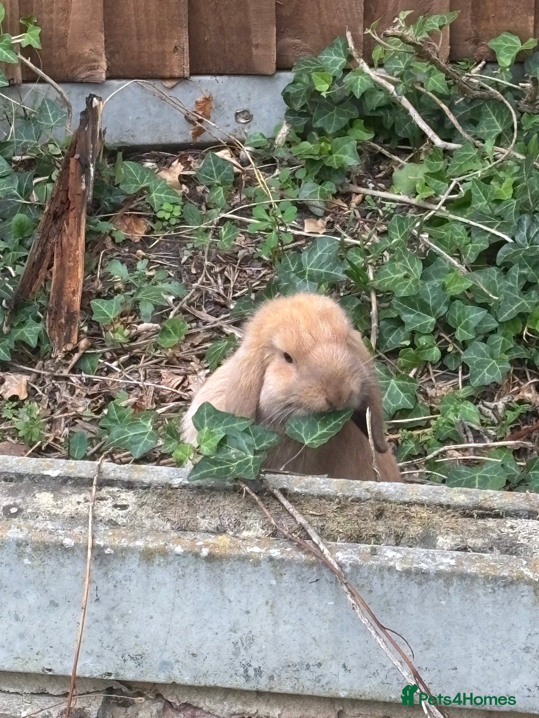 Mini Lop rabbits for sale: Mini lop male Carmel  - Advert 3