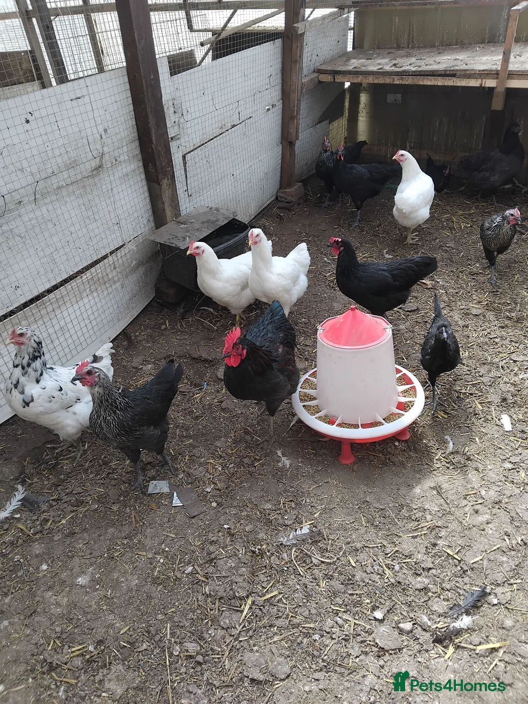 Mixed Breed poultry for sale: Poultry SALE - Advert 4