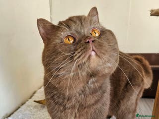 British Shorthair cats stud boys in Rhyl - Advert 12