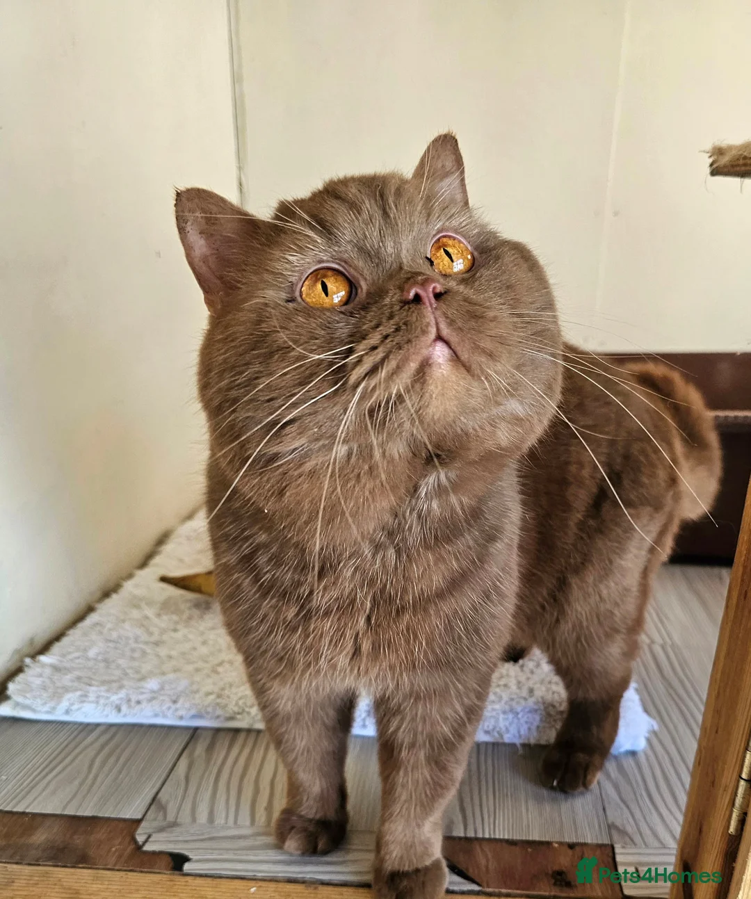 British Shorthair cats for stud: stud boys in Rhyl - Advert 3
