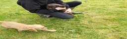 Cocker Spaniel dogs for sale: Adorable cocker spaniel puppies - Advert 2