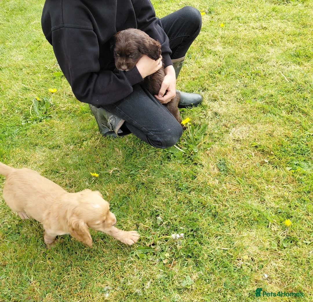 Cocker Spaniel dogs for sale: Adorable cocker spaniel puppies - Advert 2