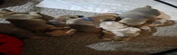 Mixed Breed dogs for sale: Puppies for sale  - Advert 12