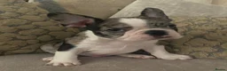 Mixed Breed dogs for sale: Frenchton’s . Boston X frenchie. - Advert 9