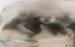 Pug dogs for sale: KC reg pug puppies  - Image 5