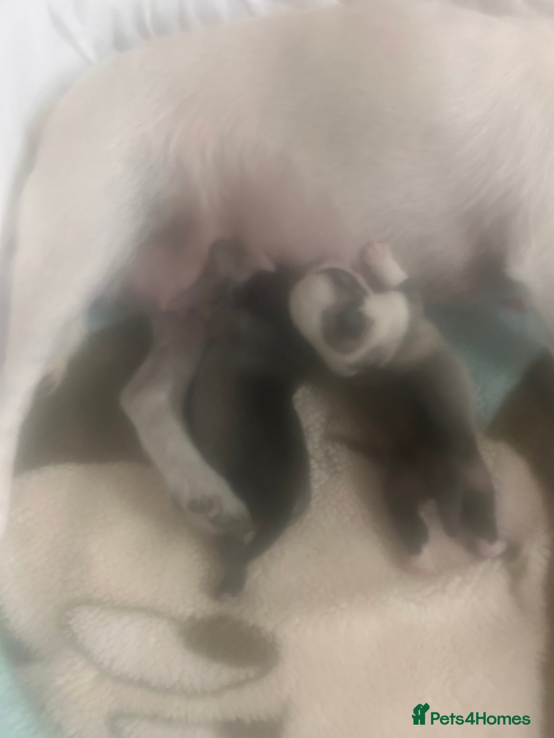 Pug dogs for sale: KC reg pug puppies  - Image 5