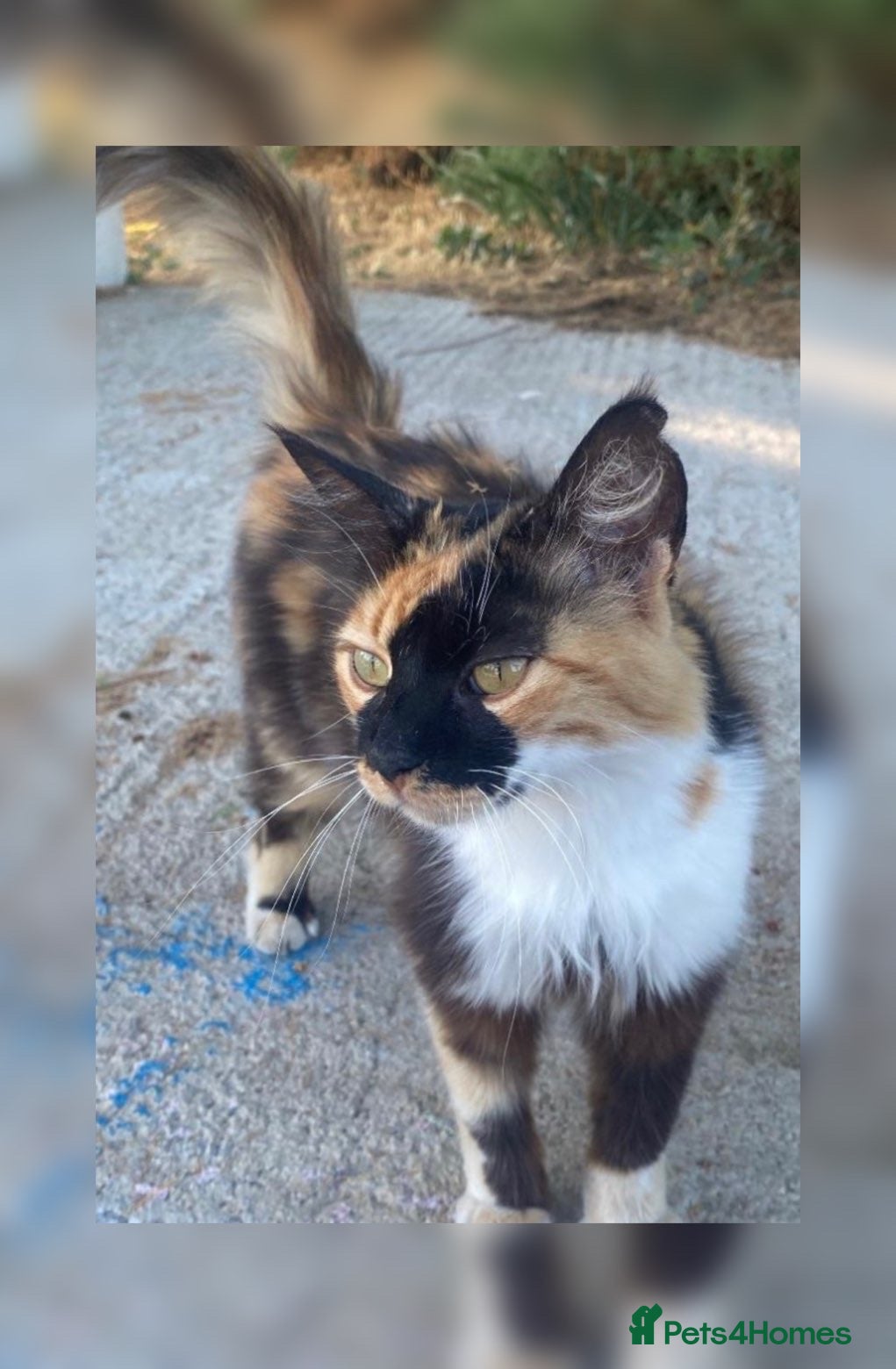 Domestic Shorthair cats Kittens for sale  - Advert 6