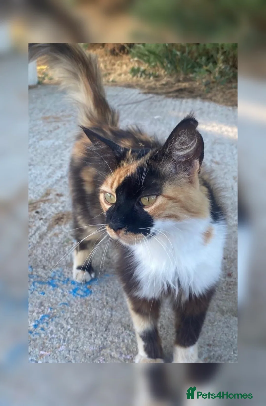 Domestic Shorthair cats for sale: Kittens for sale  - Advert 7