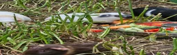 Guinea Pig rodents for sale: 8 male guinea pigs  - Advert 11