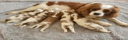 Cavalier King Charles Spaniel dogs for sale: Working Cavalier Spaniel Puppies  in Glasgow - Advert 1
