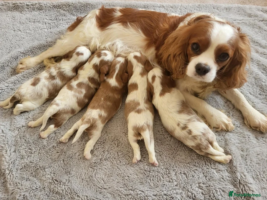 Cavalier King Charles Spaniel dogs for sale: Working Cavalier Spaniel Puppies  in Glasgow - Advert 1