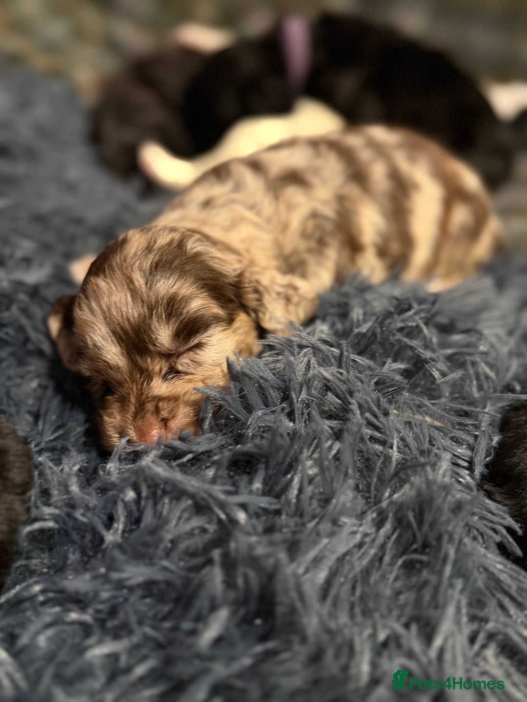 Cocker Spaniel dogs for sale: Cocker Spaniel Merle Puppies  - Advert 15