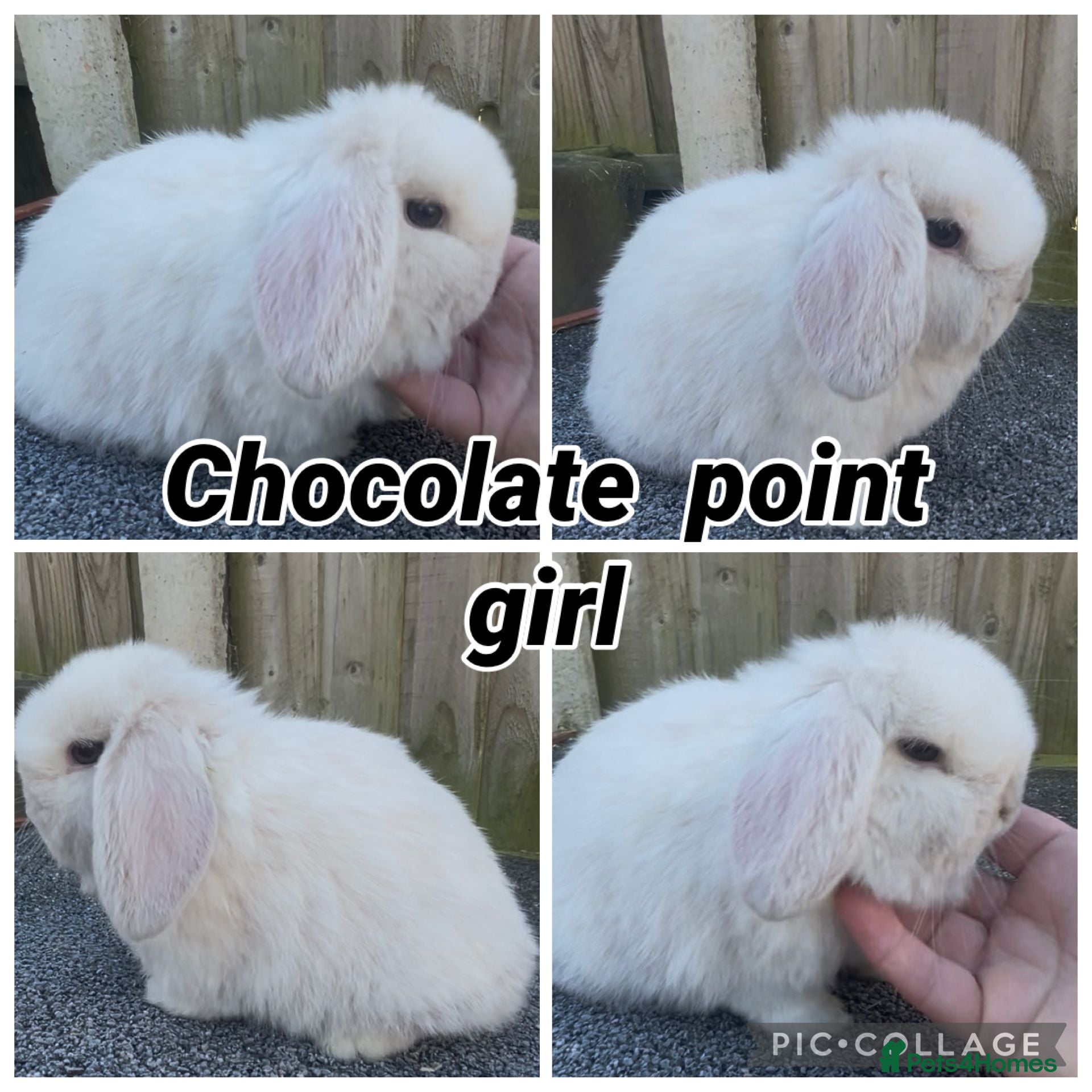 Mini Lop rabbits PEDIGREE MINI LOP BABIES READY NOW  - Advert 17