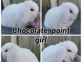Mini Lop rabbits PEDIGREE MINI LOP BABIES READY NOW - Advert 17