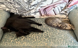 Ragdoll cats for sale: 3 x Female Kittens Ready Now  - Image 3