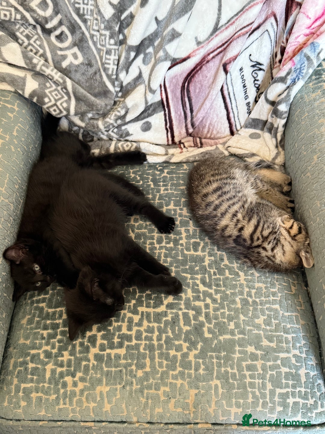 Ragdoll cats for sale: 3 x Female Kittens Ready Now  - Image 3