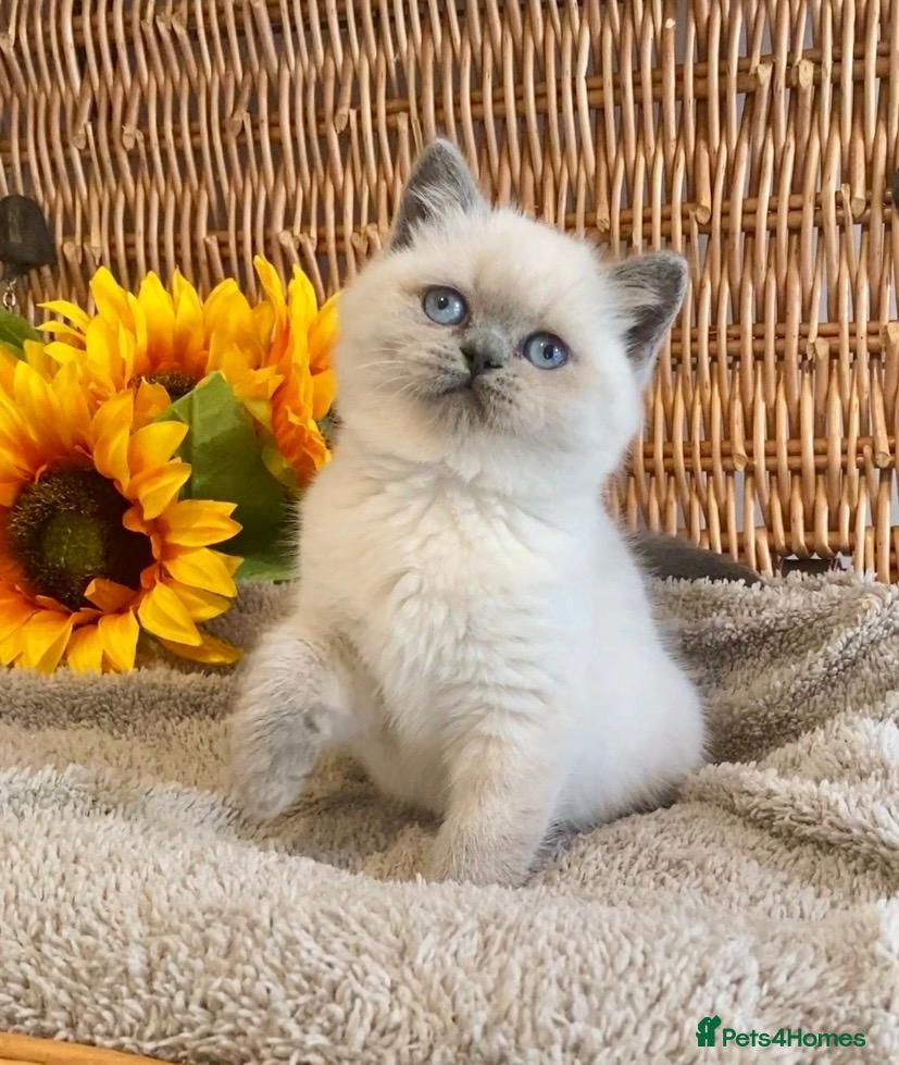 British Shorthair cats for sale: RARE SEAL LYNX PURE BRED BSH TEDDY BEARS - Advert 15