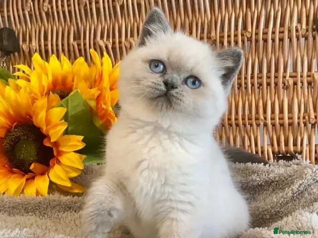 British Shorthair cats for sale: RARE SEAL LYNX PURE BRED BSH TEDDY BEARS - Advert 15