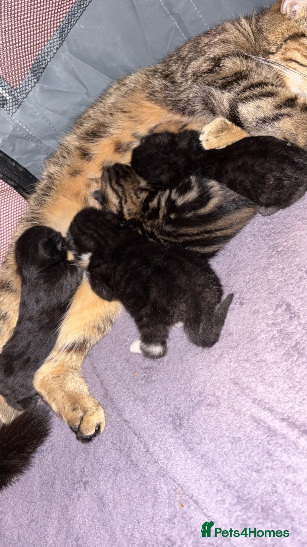 Mixed Breed cats for sale: 4 beautiful kittens  in Wallasey - Advert 2