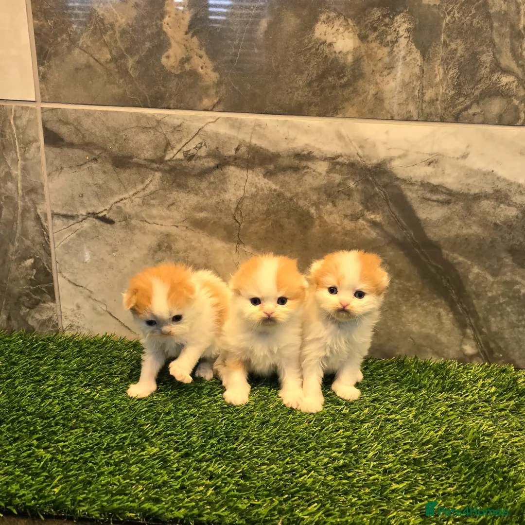 Scottish Fold cats for sale: Five wee Wonders seeking mum or dad - Advert 2