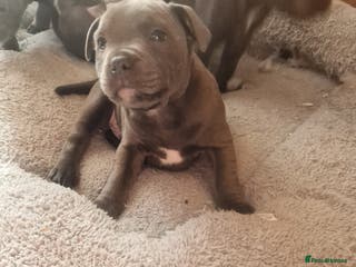 Staffordshire Bull Terrier dogs PIRO X PHARAON BLUE PUPS - Advert 4