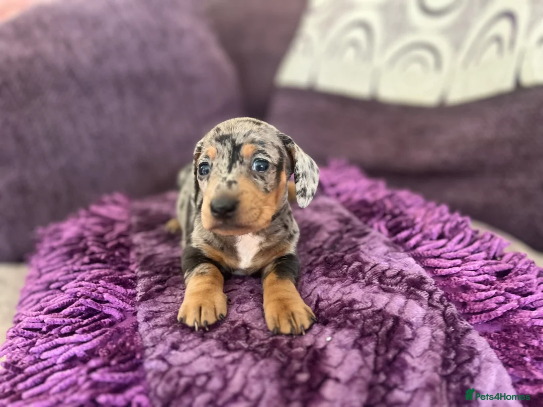 Miniature Dachshund dogs for sale: 🥰🐶MINIATURE DACHSHUND PUPPIE🥰🐶 - Advert 2