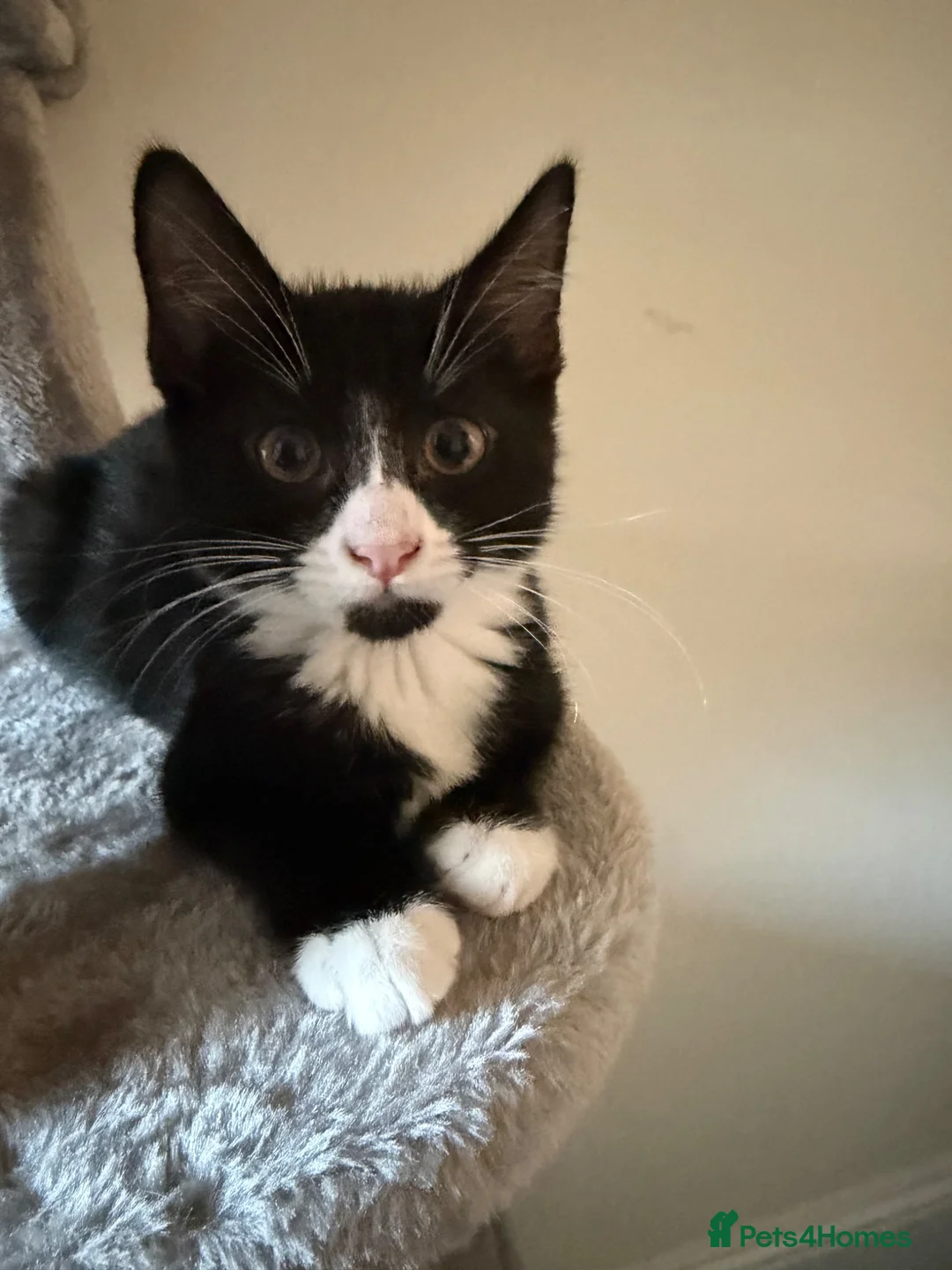 Ragdoll cats for sale: Loving female ragdoll x kitten  - Advert 1