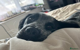 Mixed Breed dogs for sale: Very loving dog  - Image 3