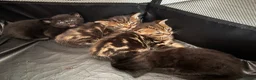 Mixed Breed cats for sale: 4 beautiful kittens  - Advert 3