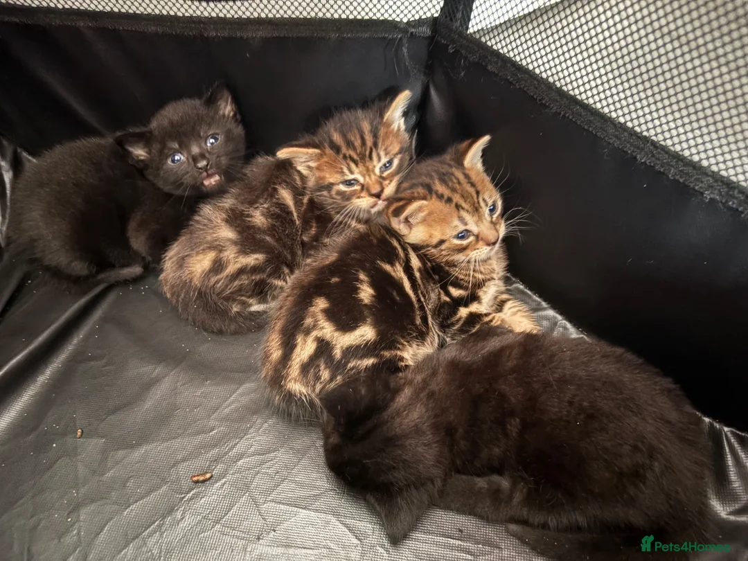 Mixed Breed cats for sale: 4 beautiful kittens  - Advert 3