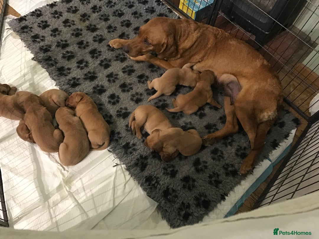 Labrador Retriever dogs for sale: Fox red Labrador puppies  - Image 6