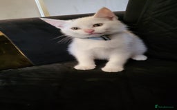 British Shorthair cats for sale: 1 girl and 1 white boy left. Dropped price at 150 - Image 2