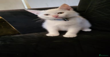 British Shorthair cats - Advert 1