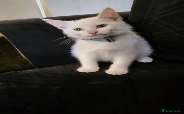 British Shorthair cats - Advert 5