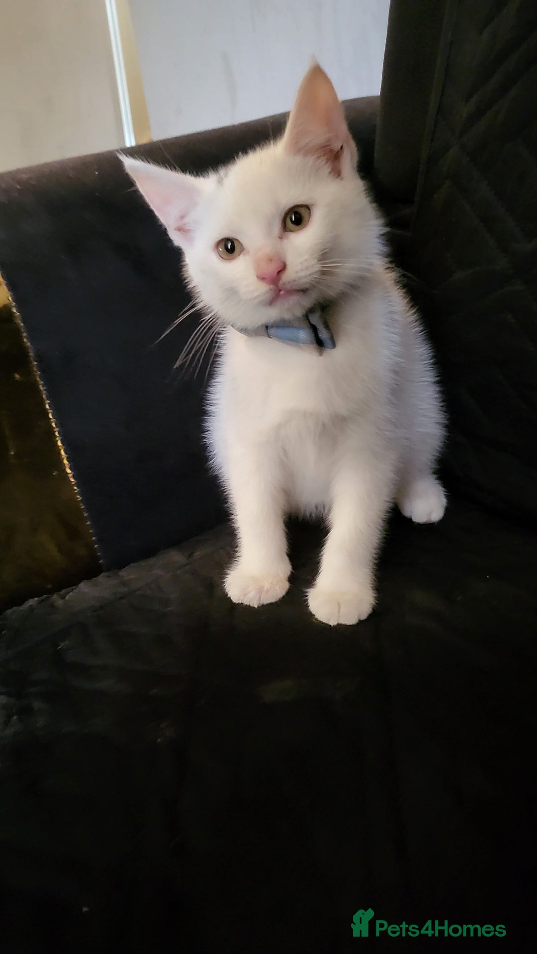 British Shorthair cats for sale: 1 girl and 1 white boy left. Dropped price at 150 - Image 2