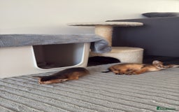 Abyssinian cats for sale: Champion Line Abyssinian Kittens - Reserve Today! - Image 17
