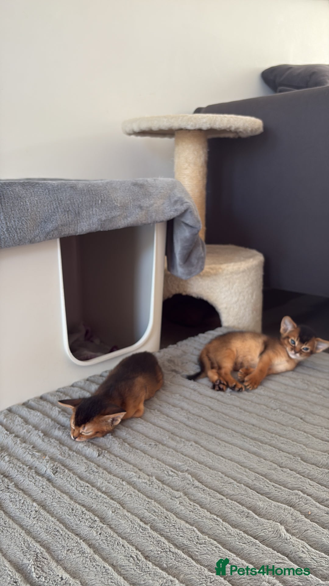 Abyssinian cats for sale: Champion Line Abyssinian Kittens - Reserve Today! - Image 17
